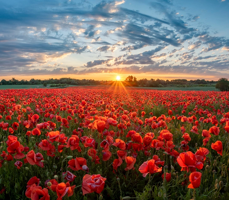 Field of flowers